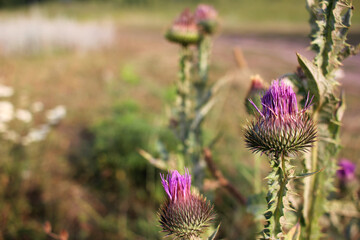 Close-up of purple thistle flower in the summer meadow.	