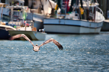A pelican flying down Shem creek with shrimp boats in the background near Charleston, SC.