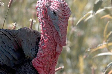 turkey on the ground