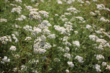 Common yarrow little white flowers on a green blurred floral background with copy space. Close-up of medicinal wild herb Achillea millefolium during flowering. 