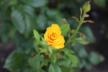 Yellow lovely rose,  flower, garden, nature, green, love, beauty, plant, flora, beautiful, petal