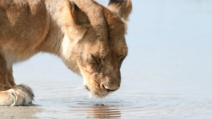 Lioness drinking from a river, Ndutu, Tanzania 
