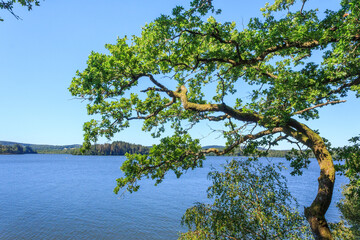 Lake in summer, Lac du Crescent,  Chastellux sur Cure, Morvan Regional Nature Park, Yonne department, France