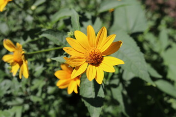 yellow flower in the garden, nature, plant, summer, flora,  botany, petal, orange, macro, bright