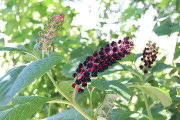 Ornamental shrub and its fruits, flower, nature, plant, green, lavender, purple, summer, garden, fruit