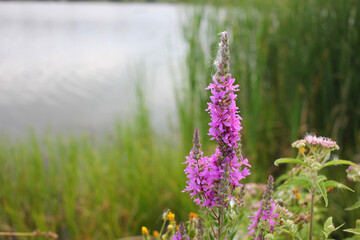 Purple flowers over the river. Summer landscape