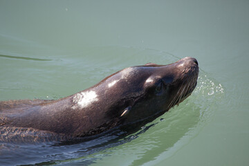 Obraz premium Sea Lion swimming in the ocean