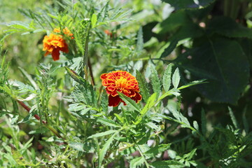 orange flower with green leaves, nature, red, garden, green,  summer, plant, flora, beautiful, macro, blossom,  natural, closeup