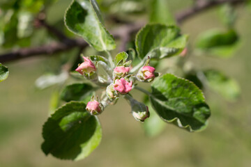 Pink Apple blossom buds (Latin Malus ) on a green background.