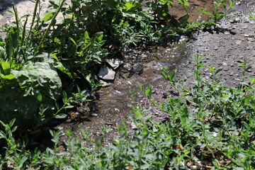A thin stream in hot summer, plant, green, garden, agriculture, nature, vegetable, field, food, leaf, farm, potato, leaves, organic, growth, plants,