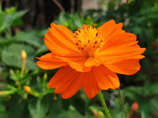 Close up orange Cosmos sulphureus flower on the sunny day.