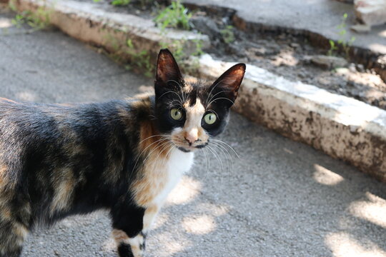 A Chance Encounter With A Cat, Animal, Isolated, Pets, Nature, Black, Portrait, Grass