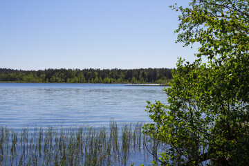 A deciduous tree with emerald-colored leaves on the shore of a forest lake.