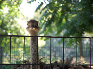 Portrait of a curious ostrich at Stuttgart Wilhelma Zoo