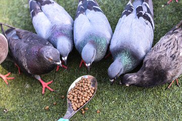Fototapeta premium Bird food on a spoon for feeding many rock doves at temple in Bangkok Thailand