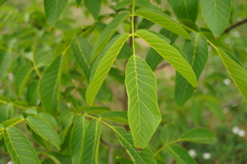 Fototapeta na wymiar walnut tree with green foliage in the garden