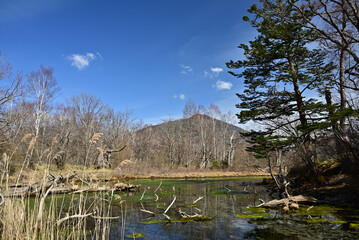 Senjogahara Marshland, Nikko, Japan - 367135909
