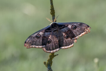 The largest butterfly in Europe in terms of wingspan Saturnia pyri