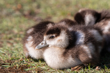 Nilgansküken (Alopochen aegyptiaca) Deutschland, Europa
