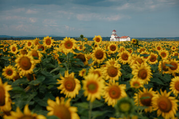Endless fields of sunflowers with background of building © Tymoshchuk