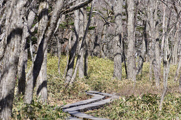 Scenery of Nikko, Senjogahara of Japan