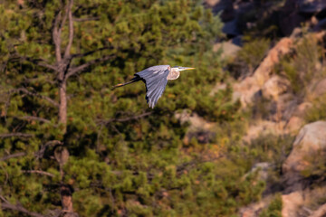 Great Blue Heron