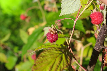 A branch of forest raspberries with ripe red berries on a green background..