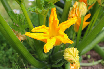 A large yellow zucchini flower and flower buds on a green background..