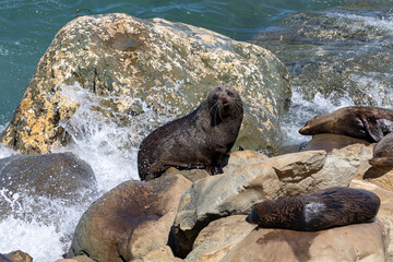 Waves crashing around Seals on the rocks at Ohau Point in New Zealand