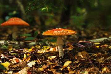 Forest red fly agarics in an autumn meadow