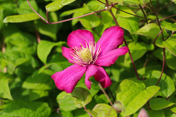 Pink clematis flower on a background of leaves and twigs...