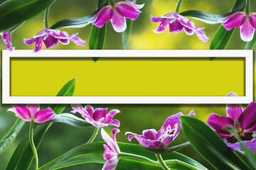 Frame for design with orchid flowers in raindrops