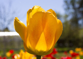Yellow Tulip (lat. T&uacute;lipa )with red streaks against the blue sky. Leningrad region.Russia.