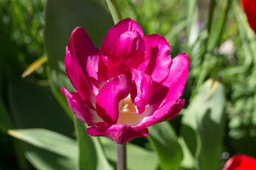Purple Tulip (Latin Túlipa). Leningrad region.Russia.
