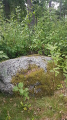 Stone and green moss in the forest for the background
