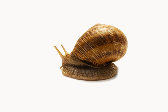 fine closeup image of italian snail