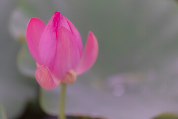 ハスの花のつぼみ