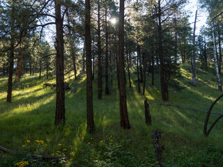 Morning sunlight filters through trees in a forest