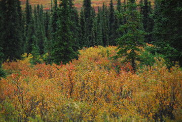 Alaska- Overview of Contrasting Colorful Forest and Bushes