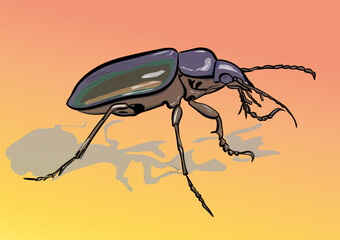 black beetle on white background