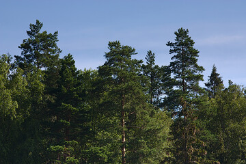 blue summer sky over tall trees in the forest