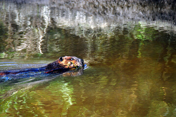 Alaska- Close Up of a Beaver Swimming With a Limb in Its Mouth