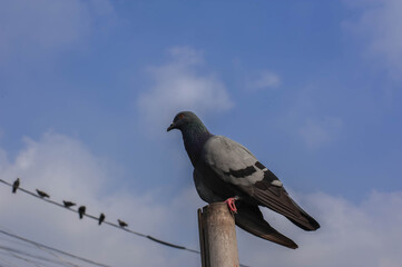 Portrait of a rock dove stood on pole at the pier of Wat Mahabut Bangkok Thailand