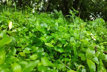 green leaves in the garden