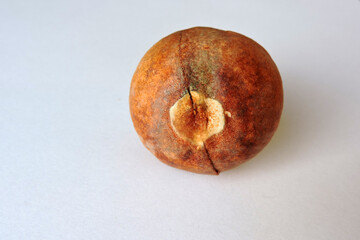 A round brown avocado pit in close-up, white background