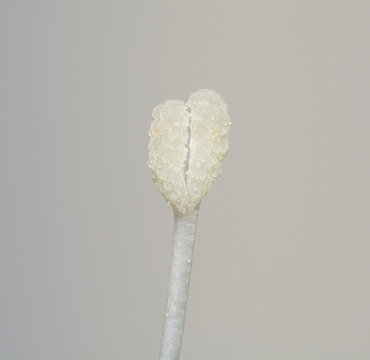 A macro image of the  bilobed stigma of Convolvulus arvensis aka Bindweed.