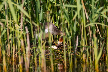 Haubentaucher (Podiceps cristatus) dreht ein Ei im Nest, Niederlande, Europa