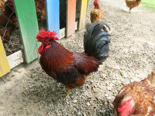 the beautiful cock is looking for something to eat 