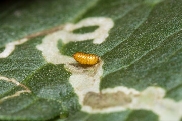 A pupa of the Leaf Miner, Liriomyza trifolii , on a tomato leaf. Eggs are laid in the leaf and the...