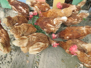 the group of hens are looking for something to eat